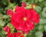 Floribundaros 'Austriana' 1-pack barrot