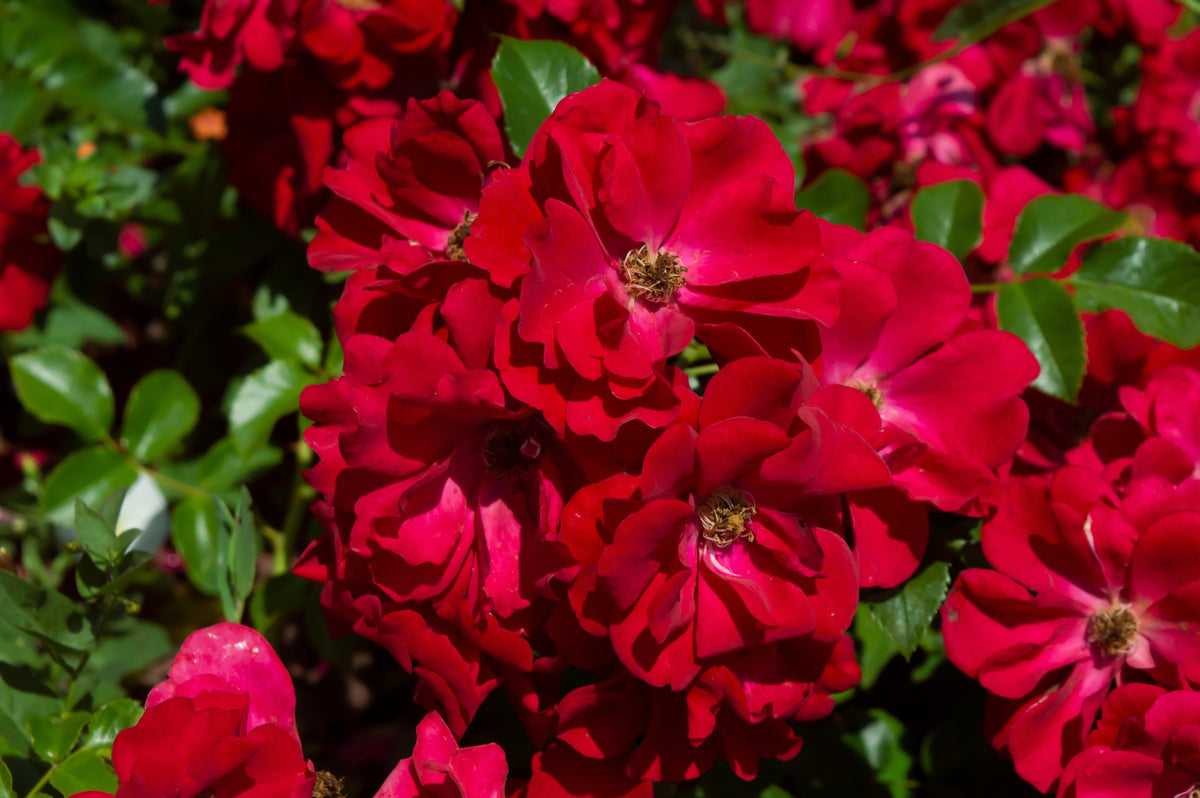 Floribundaros 'Austriana' 1-pack barrot
