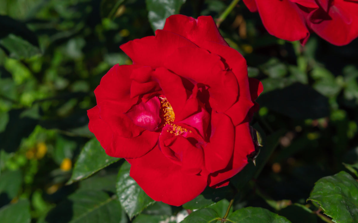 Floribundaros 'Austriana' 1-pack barrot