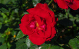 Floribundaros 'Austriana' 1-pack barrot