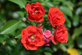 Modern buskros 'Charming Cover' 5-pack barrot