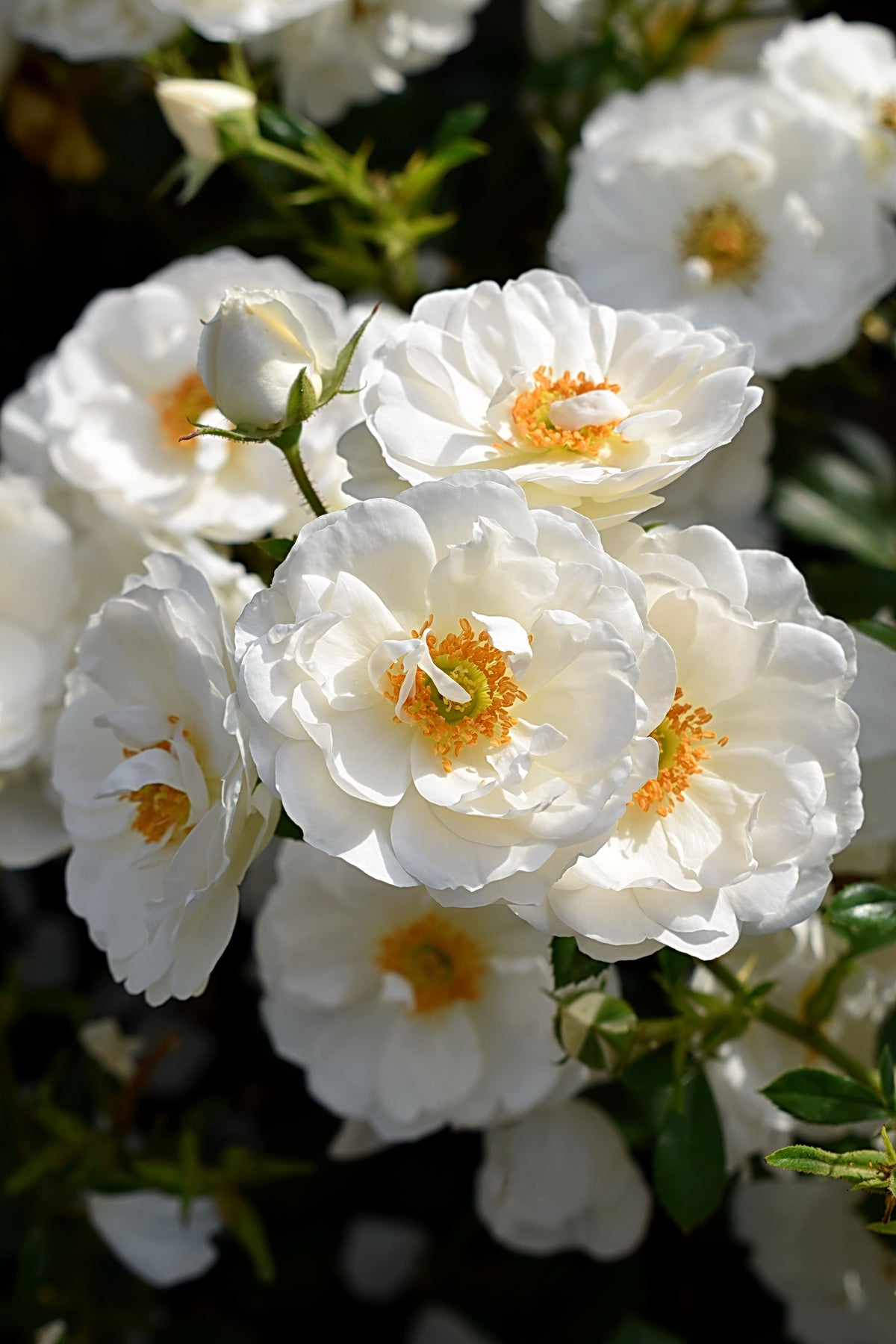 Rosa Diamond Border. 10-pack