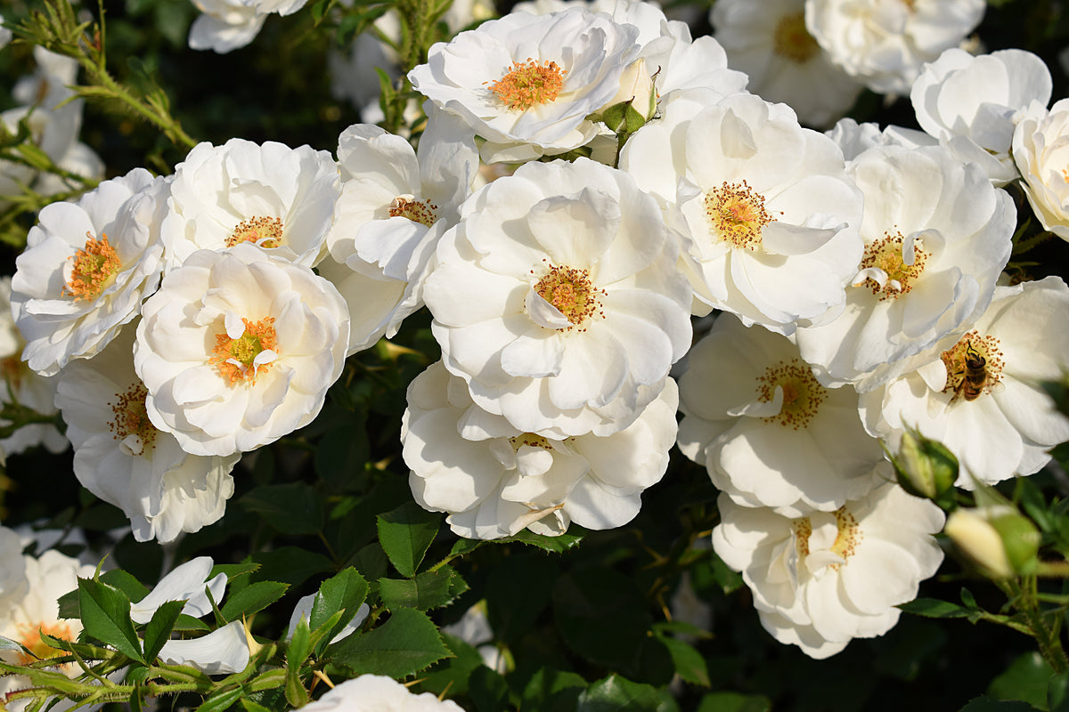 Rosa Diamond Border. 5-pack