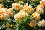 Modern buskros 'Flaming Cover' 5-pack barrot