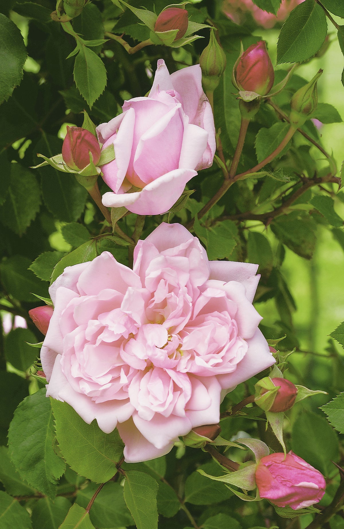 Klätterros 'Albertine' 1-pack barrot