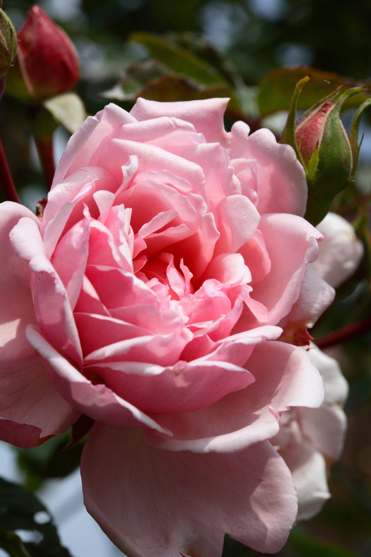 Klätterros 'Albertine' 1-pack barrot