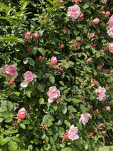 Klätterros 'Albertine' 10-pack barrot