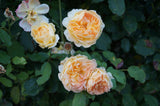Moschataros 'Buff Beauty' 5-pack