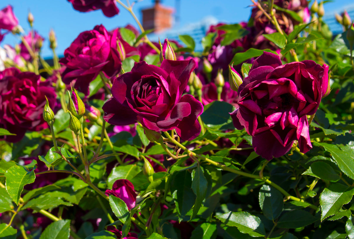 Floribundaros 'Burgundy Ice' 10-pack barrotad