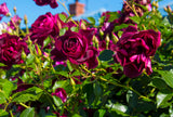 Floribundaros 'Burgundy Ice' 5-pack barrotad