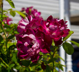 Floribundaros 'Burgundy Ice' 5-pack barrotad