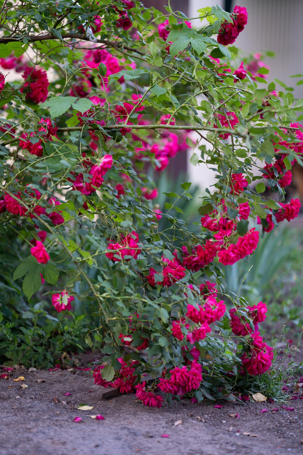 Floribundaros 'Burgundy Ice' 10-pack barrotad
