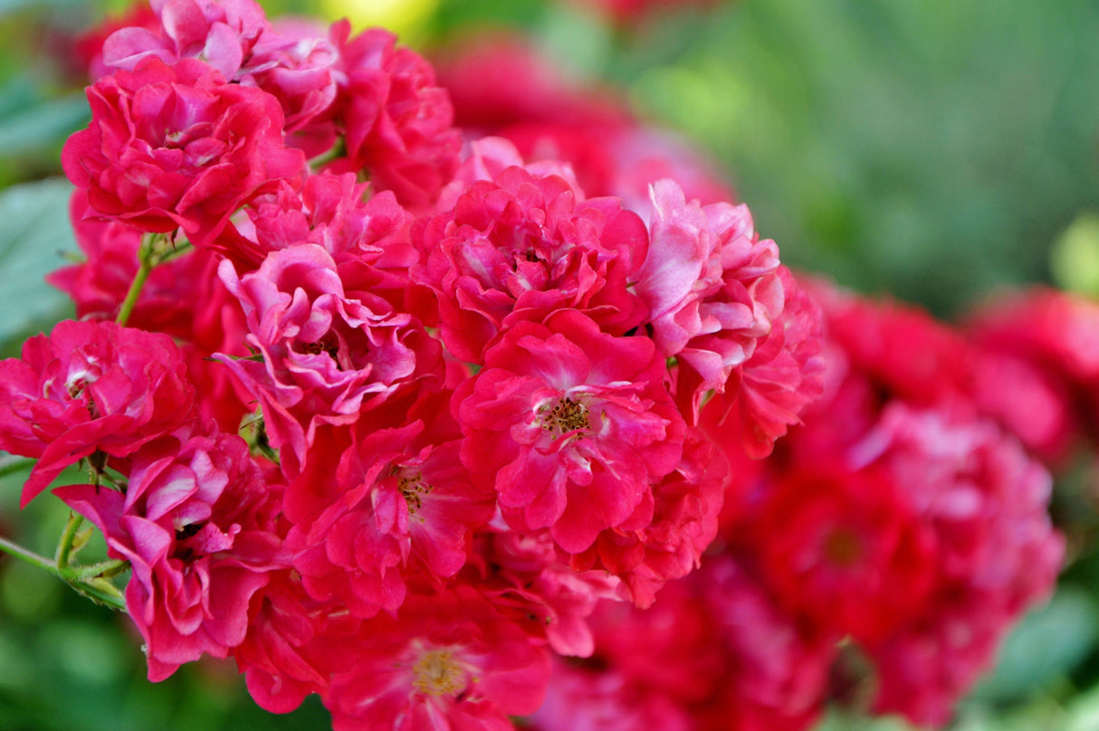 Polyantharos 'Fairy Dance' 5-pack barrot