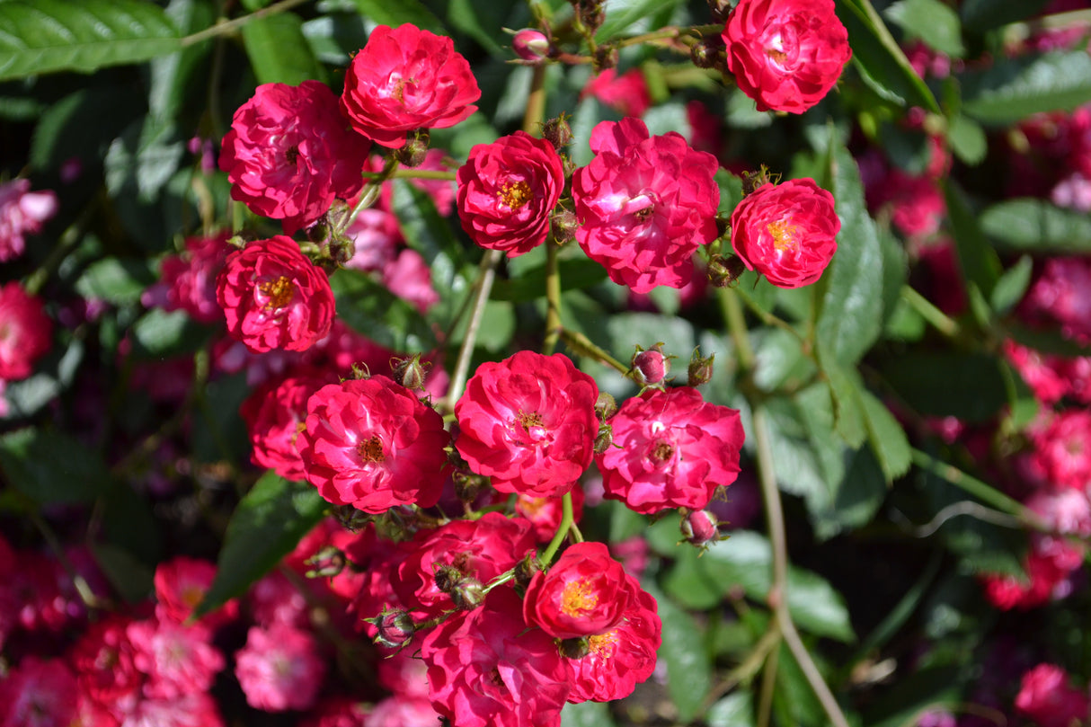 Polyantharos 'Fairy Dance' 10-pack barrot