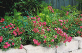 Polyantharos 'Fairy Dance' 5-pack barrot