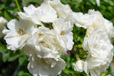 Floribundaros 'Iceberg Climbing ' 1-pack barrot
