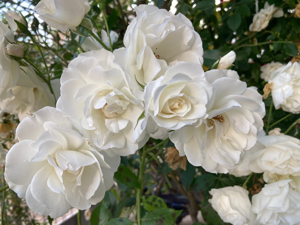 Floribundaros 'Iceberg Climbing ' 1-pack barrot