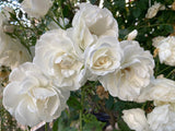 Floribundaros 'Iceberg Climbing ' 5-pack barrot
