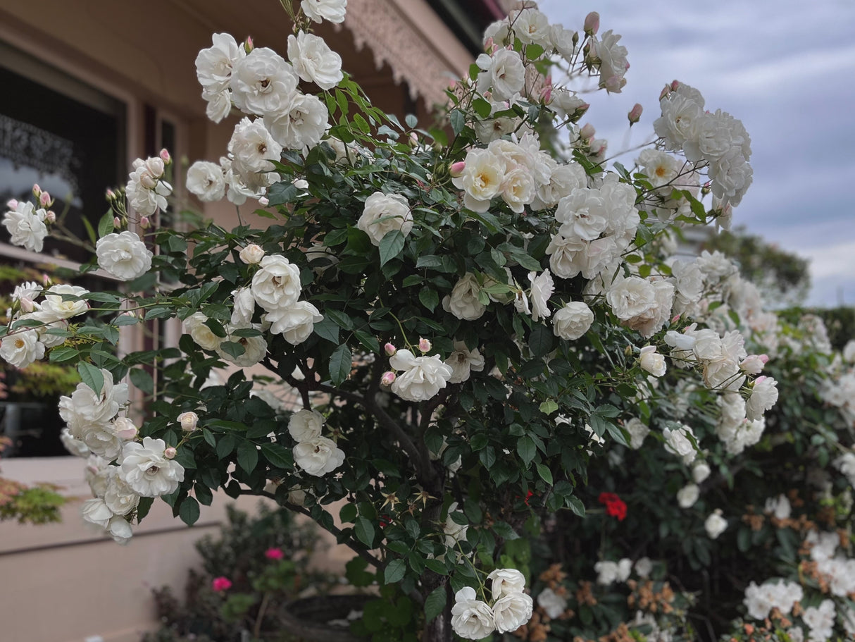 Floribundaros 'Iceberg Climbing ' 1-pack barrot
