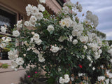 Floribundaros 'Iceberg Climbing ' 1-pack barrot