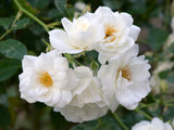 Floribundaros 'Iceberg Climbing ' 5-pack barrot