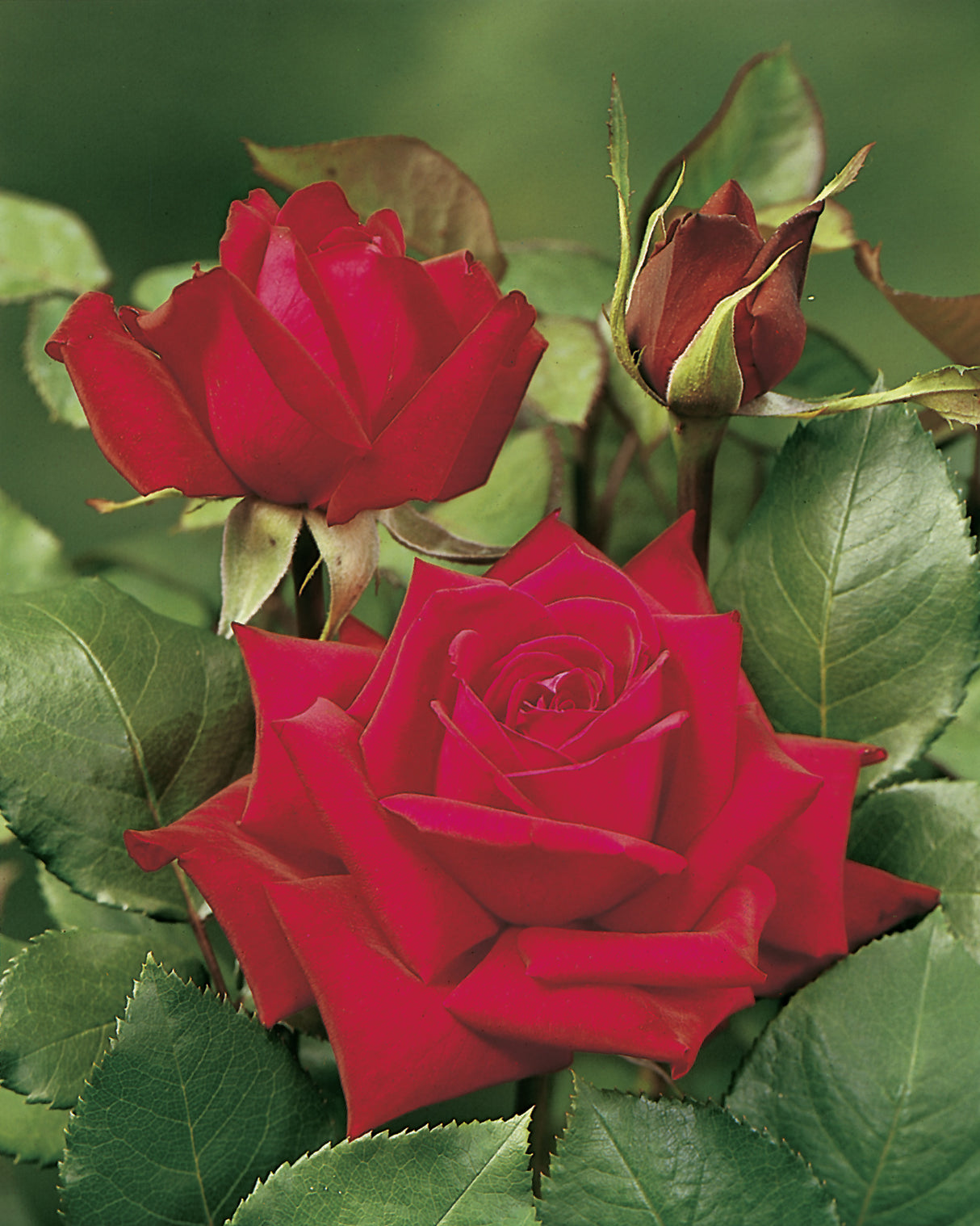 Tehybridros 'Burgund 81' 1-pack barrot
