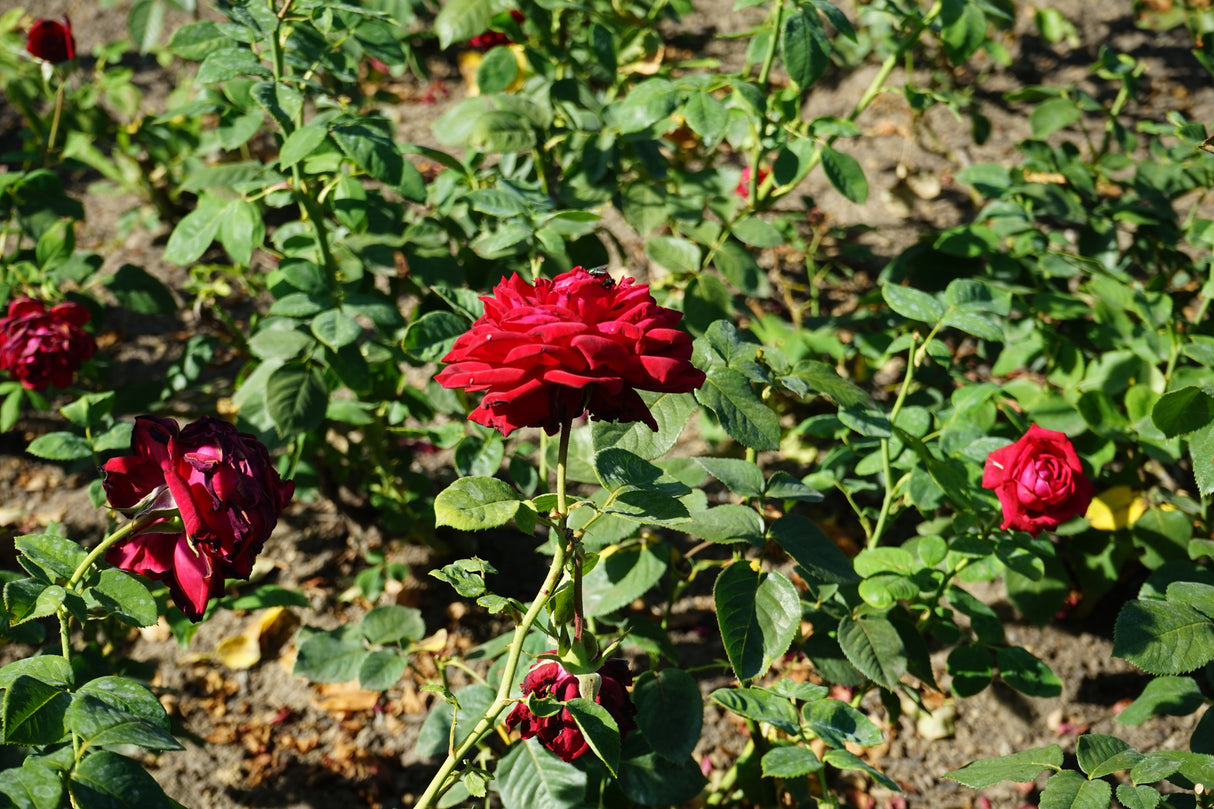 Tehybridros 'Burgund 81' 10-pack barrot