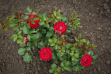 Tehybridros 'Burgund 81' 1-pack barrot