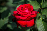 Tehybridros 'Erotika' 1-pack barrot
