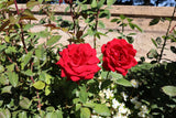 Tehybridros 'Erotika' 1-pack barrot