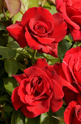 Tehybridros 'Erotika' 5-pack barrot