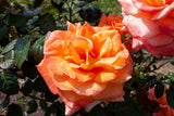 Tehybridros 'Flora Danica' 10-pack barrot