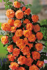 Tehybridros 'Flora Danica' 10-pack barrot
