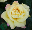 Tehybridros 'Peace' 1-pack barrot