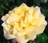 Tehybridros 'Peace' 10-pack barrot
