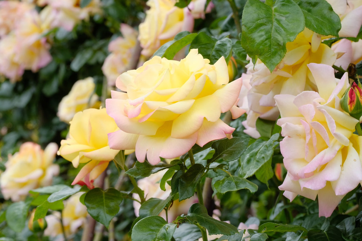 Tehybridros 'Peace' 1-pack barrot