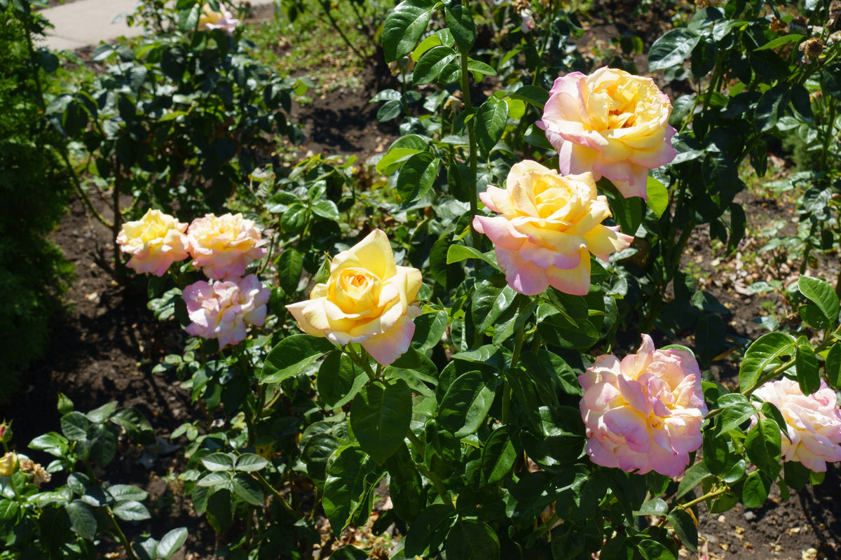 Tehybridros 'Peace' 1-pack barrot
