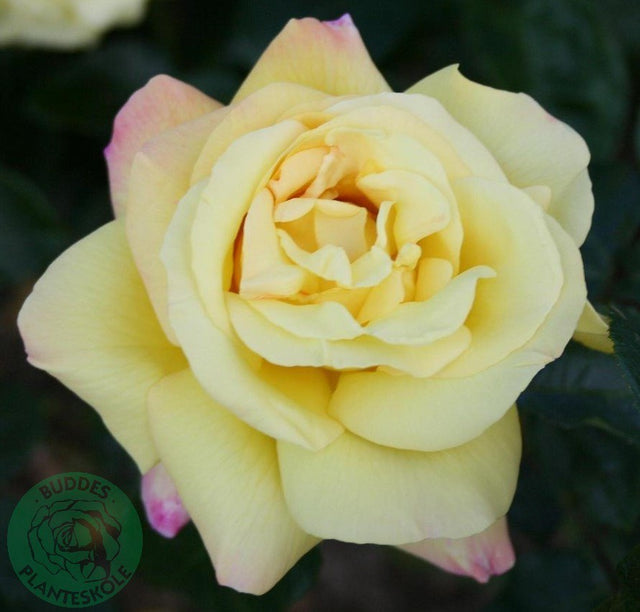 Tehybridros 'Peace' 10-pack barrot