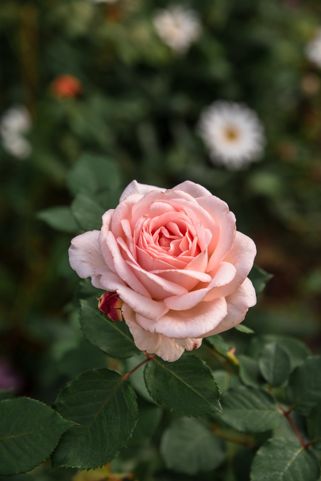 Modern buskros 'Clair Renaissance' 5-pack barrot