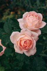 Modern buskros 'Clair Renaissance' 5-pack barrot