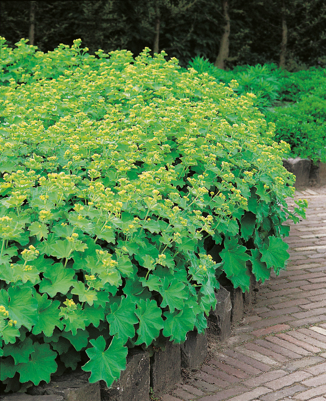 Alchemilla mollis, 6-pack