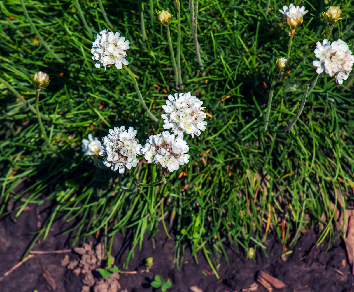 Armeria maritima 'Alba', 6-pack