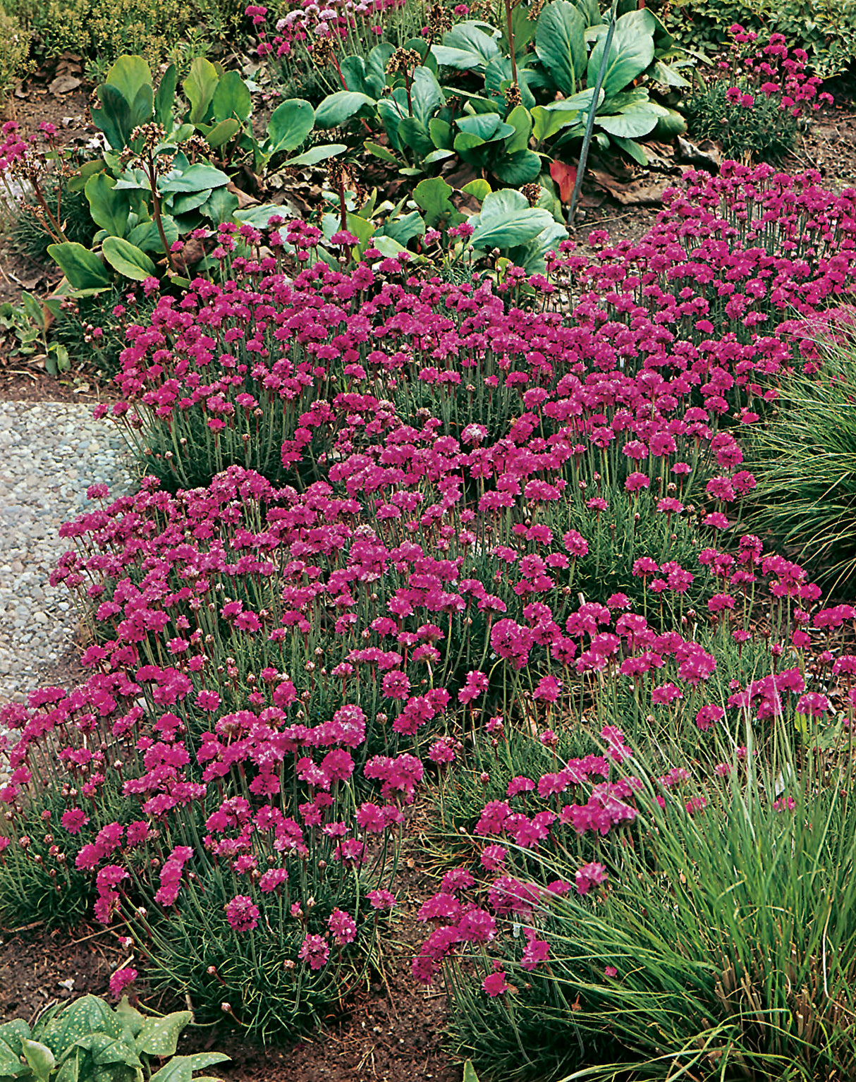 Armeria maritima 'D?sseldorfer Stolz', 6-pack