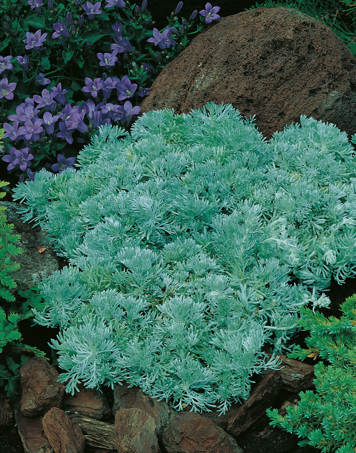 Artemisia schmidtiana 'Nana', 6-pack