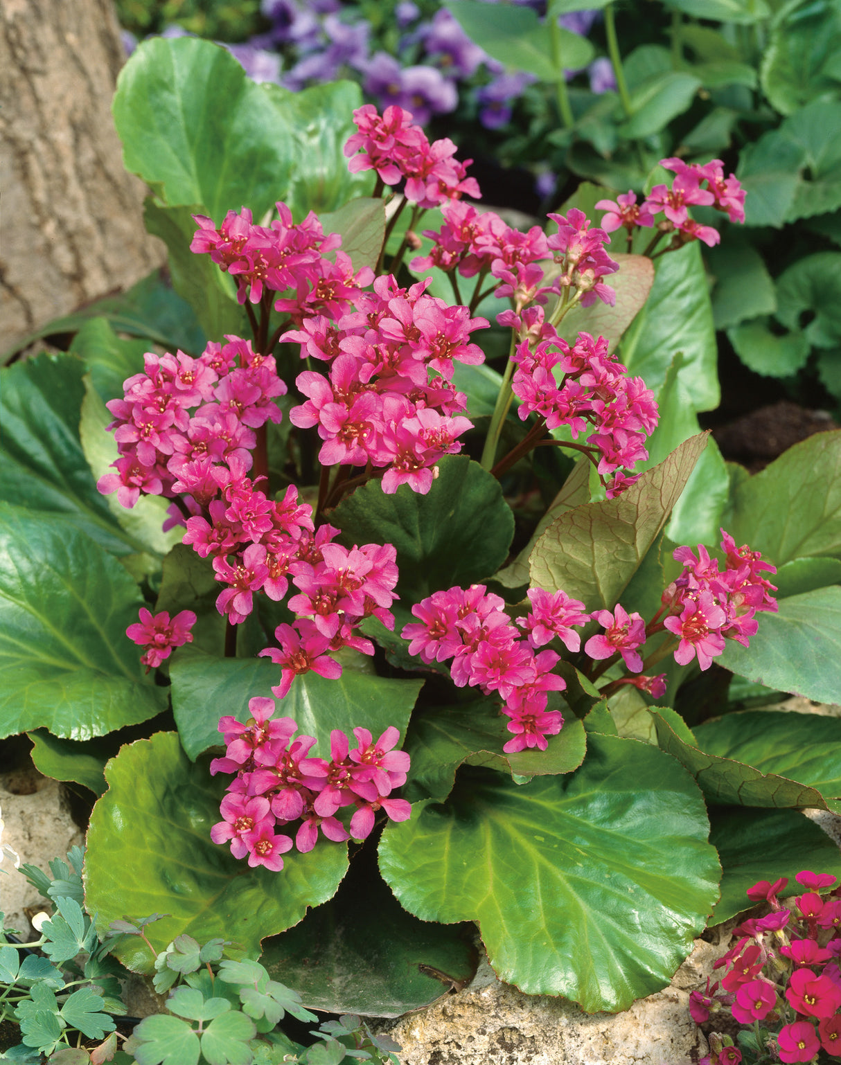 Bergenia cordifolia 'Rotblum', 15-pack