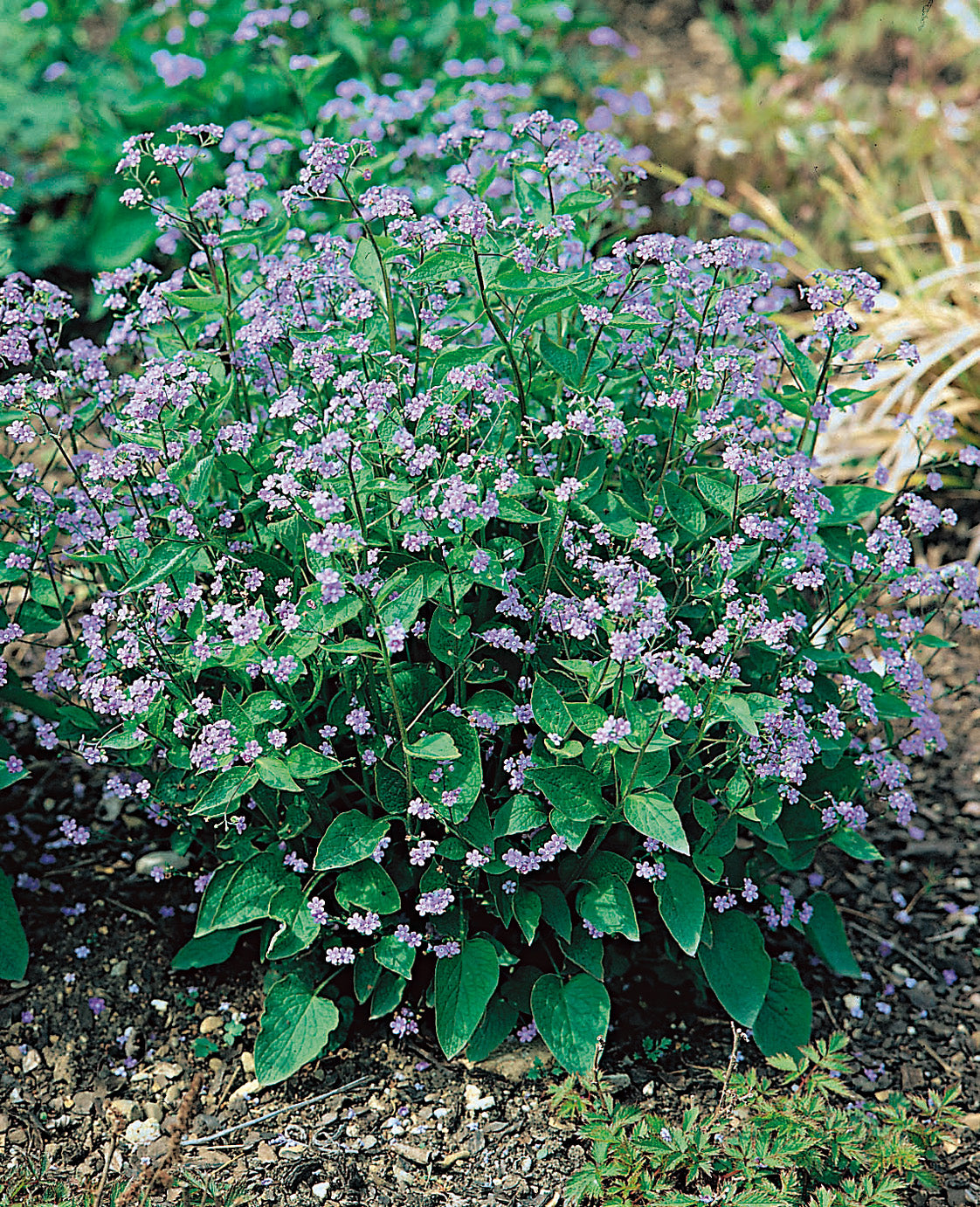 Brunnera macrophylla, 6-pack