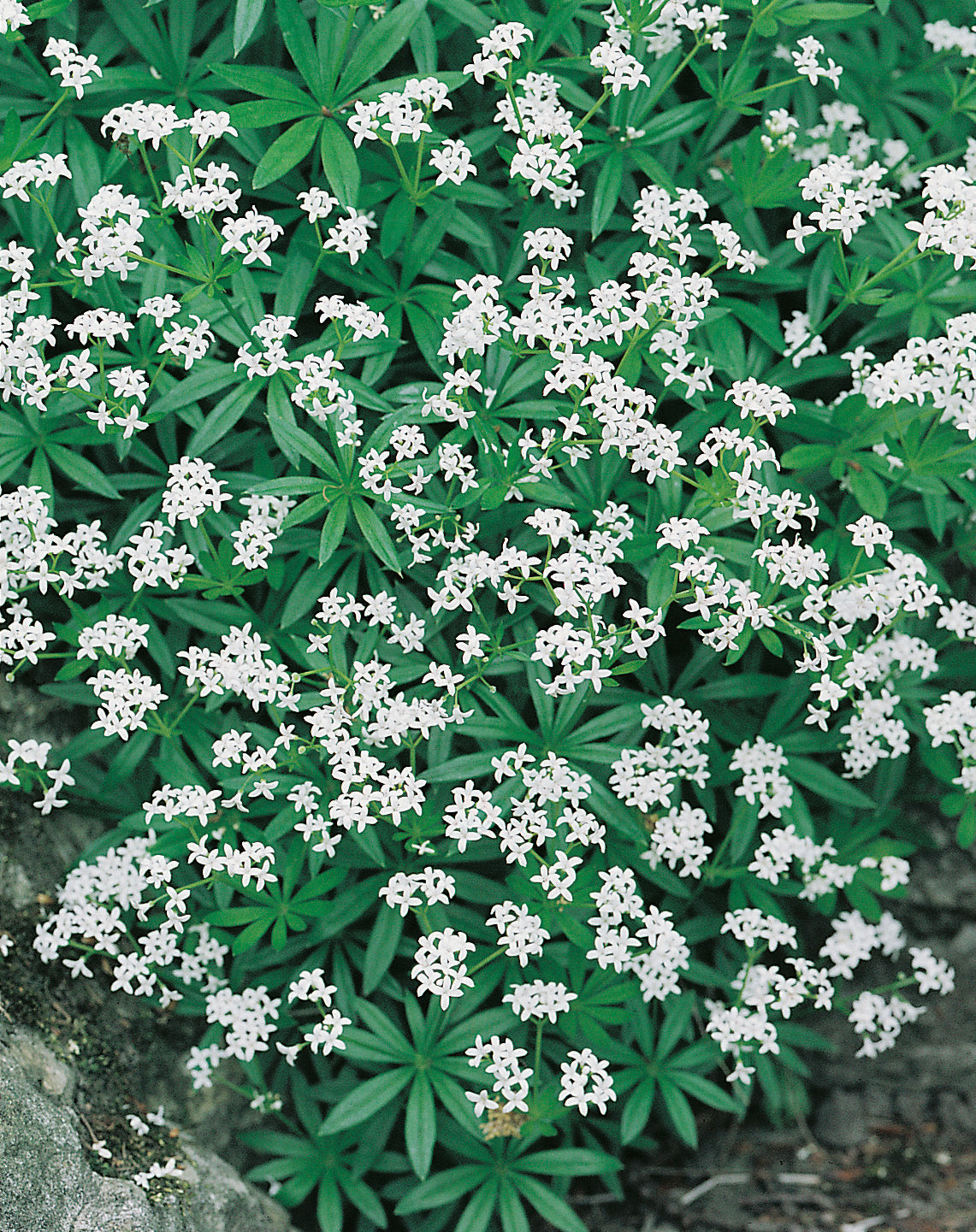Galium odoratum, 15-pack