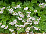 Geranium x cantabrigiense 'Biokovo', 6-pack