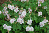 Geranium x cantabrigiense 'Biokovo', 6-pack