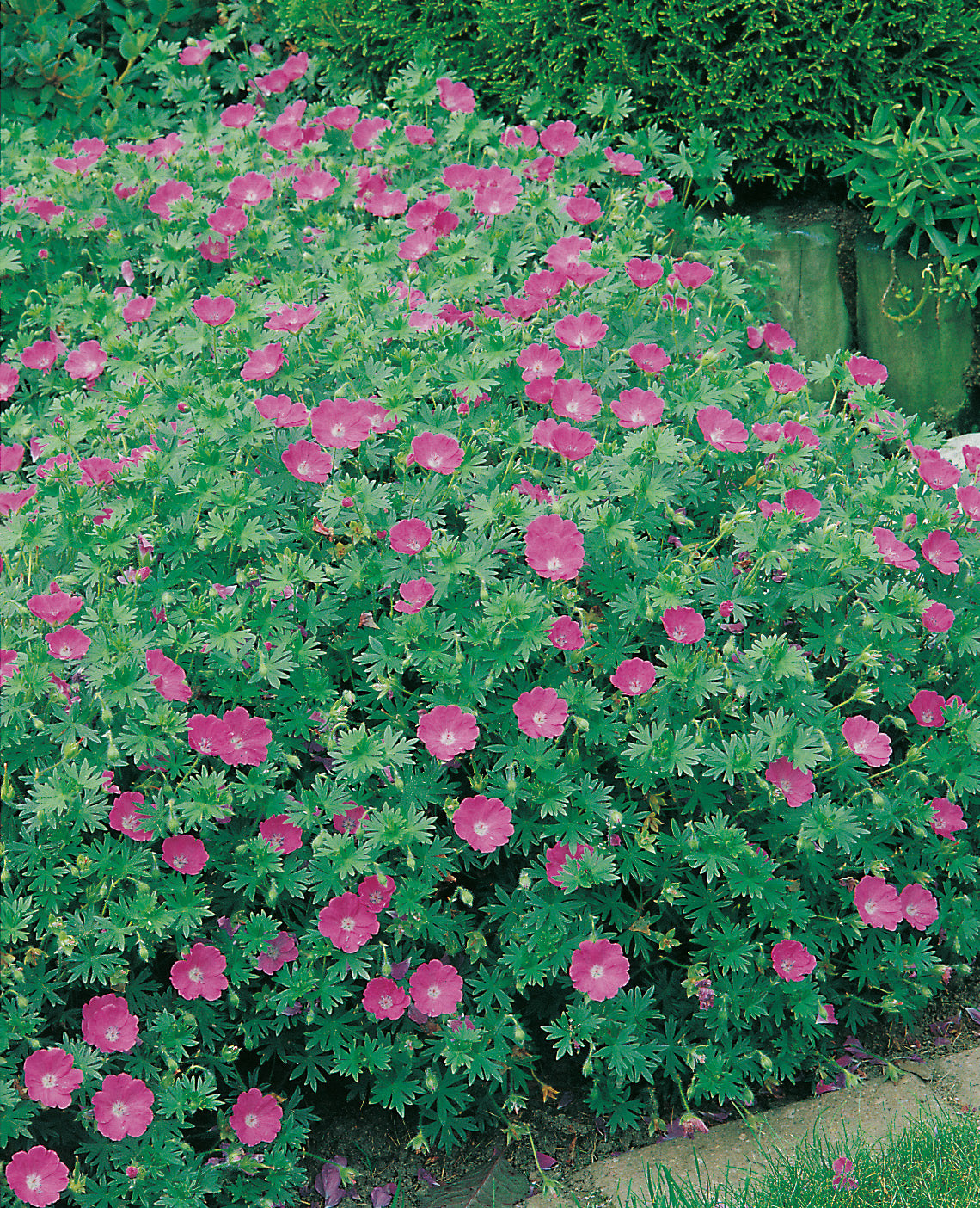 Geranium sanguineum, 15-pack
